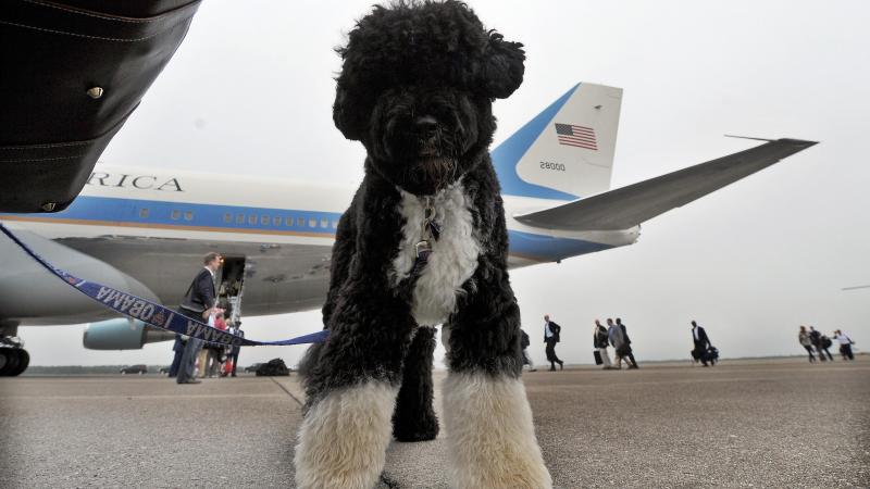 Dit is waarom honden, katten en zelfs hamsters massaal het privévliegtuig nemen uit Hongkong