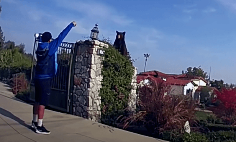 Dappere pakjesbezorger oog in oog met… een zwarte beer! (video)