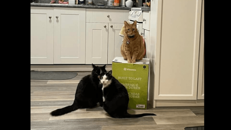 Katten houden blender al een maand gegijzeld, tot hilariteit van het internet: «Heeft me weer doen lachen tijdens mijn depressie» (foto’s)