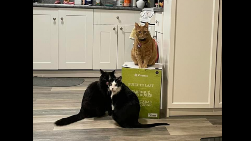 Katten houden blender al een maand gegijzeld, tot hilariteit van het internet: «Heeft me weer doen lachen tijdens mijn depressie» (foto’s)