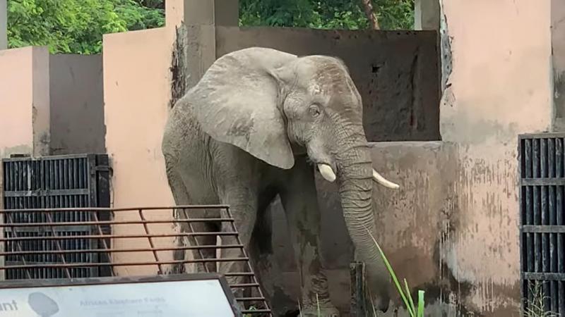 Tiener start petitie om eenzame olifant die al zestien jaar alleen leeft in de zoo terug thuis te brengen