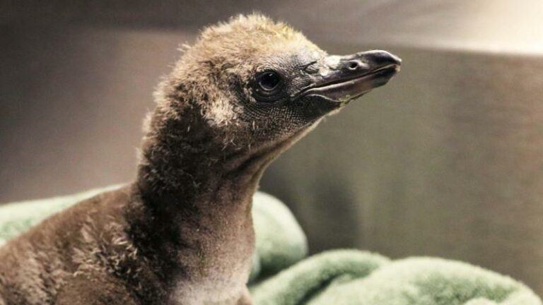 Twee mannetjespinguïns voeden samen kuikentje op in de zoo: «Ook niet-traditionele families kunnen uitstekend kinderen opvoeden»
