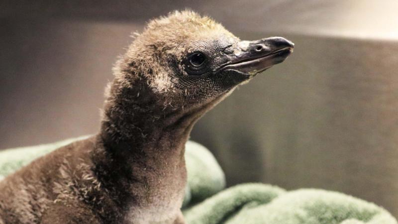 Twee mannetjespinguïns voeden samen kuikentje op in de zoo: «Ook niet-traditionele families kunnen uitstekend kinderen opvoeden»
