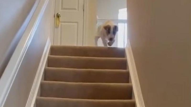 Puppy gaat op HILARISCHE wijze de trap af: «Zo grappig én schattig!» (video)