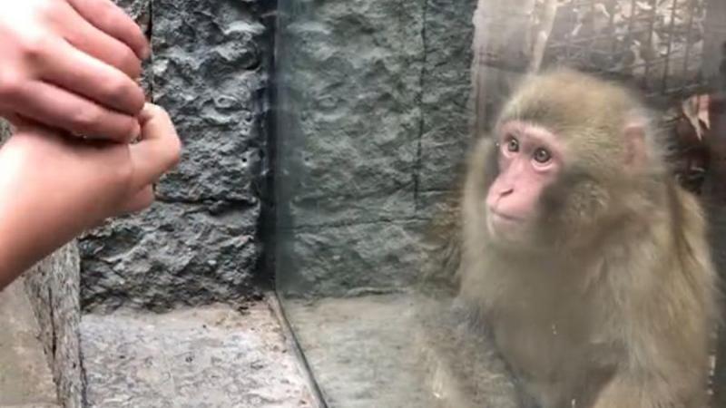 Man doet verdwijntruc voor aapje. Diens reactie? HILARISCH! (video)