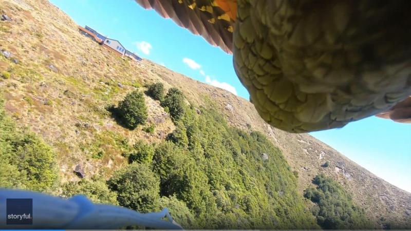 LOL. Papegaai steelt GoPro en filmt zijn dolle avontuur (video)