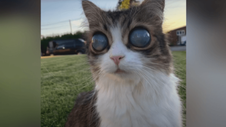 Bijzonder: kat met ‘kosmische’ ogen is een hit op het internet (video)