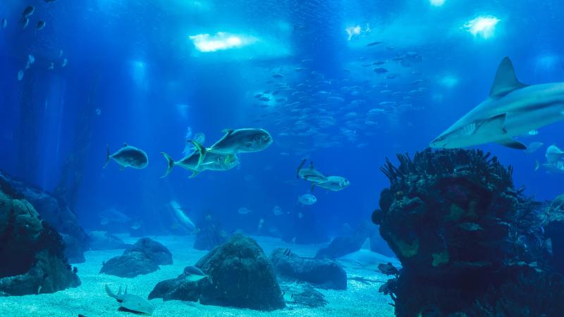 WOW. Wetenschappers ontdekken extreem zeldzame baby spookhaai in Nieuw Zeeland (foto)