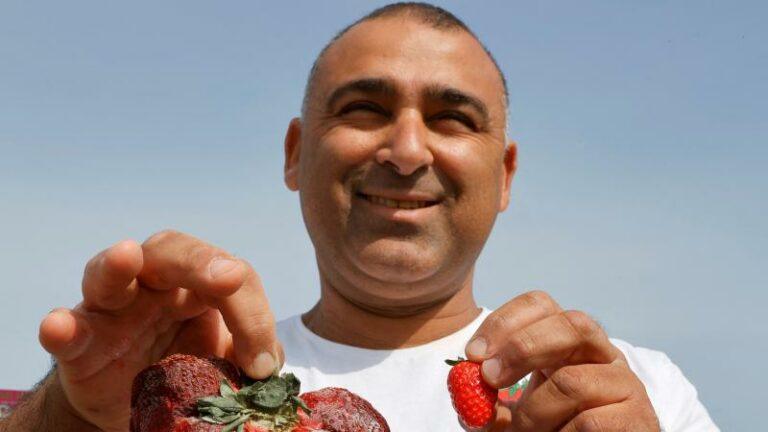 WOW. Israëlische boer kweekt grootste aardbei ooit en haalt Guinness Book of Records (foto’s)