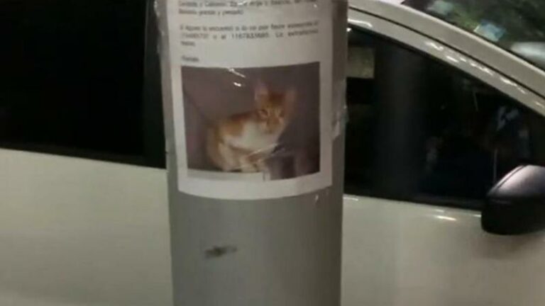 HILARISCH! Vermiste kat teruggevonden naast eigen… opsporingsbericht (video)