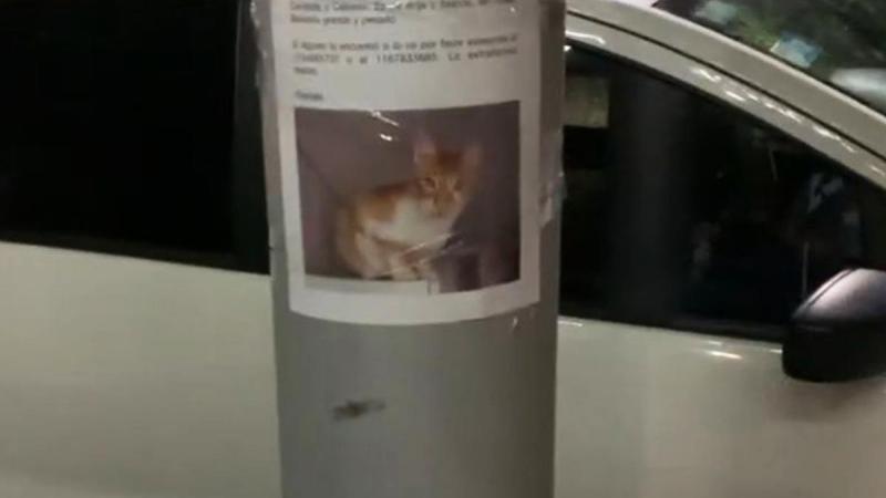 HILARISCH! Vermiste kat teruggevonden naast eigen… opsporingsbericht (video)