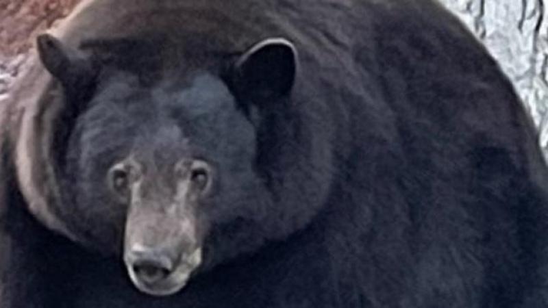 Ontmoet Hank The Tank: de beer van 200 kilo die via kleine venstertjes in tientallen huizen inbrak