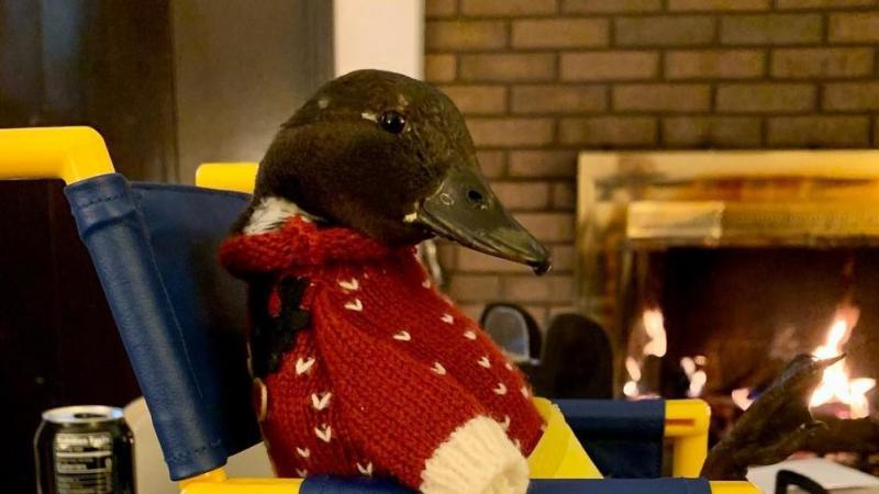 Eileen, een dappere verlamde eend die een rolstoel belandde, verovert het internet (video)