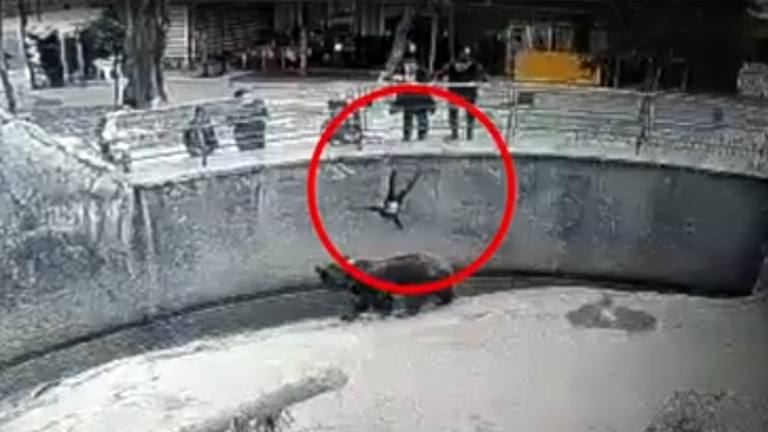 SCHOKKEND: Vrouw laat dochtertje (3) in verblijf van beer vallen tijdens bezoek aan dierentuin (video)