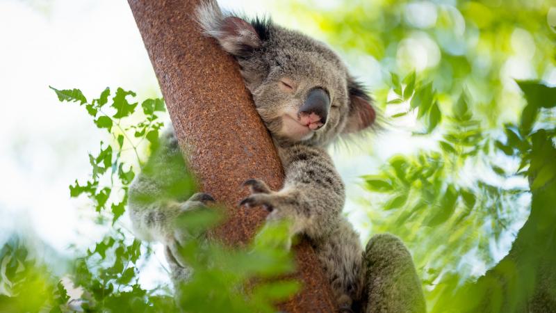 Dierenpark verhuurt koala’s aan rijken die gasten willen imponeren: «Walgelijk en niet ok»