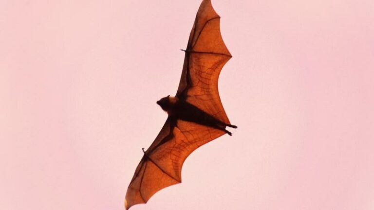 Bioscoopbezoeker haalt prank uit tijdens ‘The Batman’