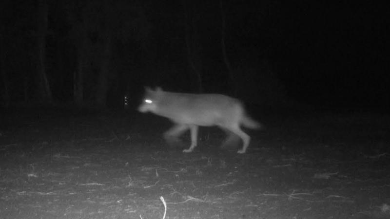 DIT is hoe hoog het kostenplaatje opliep voor samenleven met de wolf in 2021