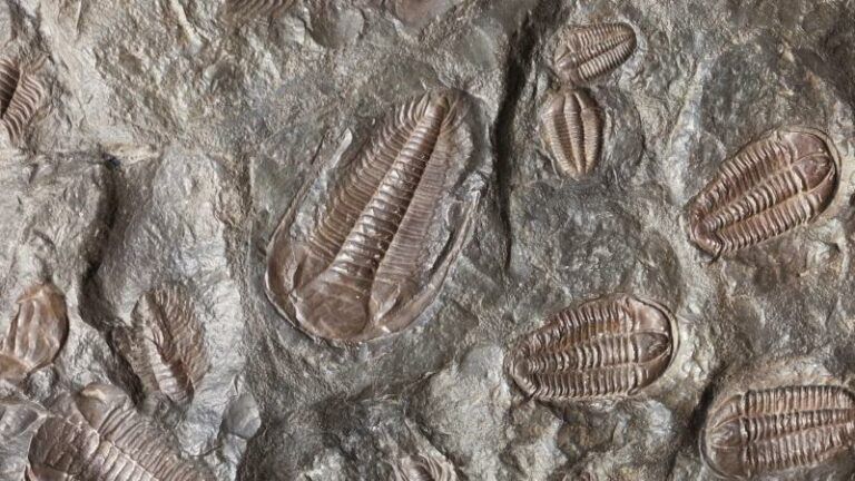 OEPS. Paleontologen ontdekken wezen dat 80 miljoen jaar ouder is dan dino en vernoemen het naar Joe Biden