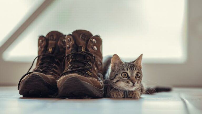 CUTE. Dit is waarom je kat van je schoenen houdt