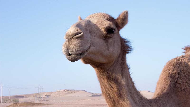 Op hol geslagen kameel doodt twee mannen na ontsnapping uit de kinderboerderij