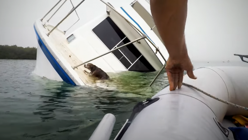 WOW. Hond op het nippertje gered van zinkende boot (video)