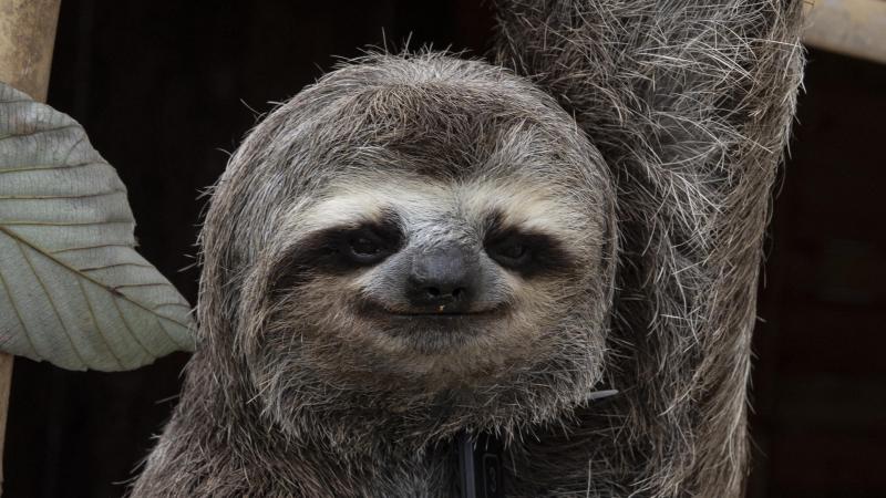 OEPS. Kind botst met luiaard tijdens afdaling met tokkelbaan: «Ik sloeg hem recht in zijn gezicht» (video)