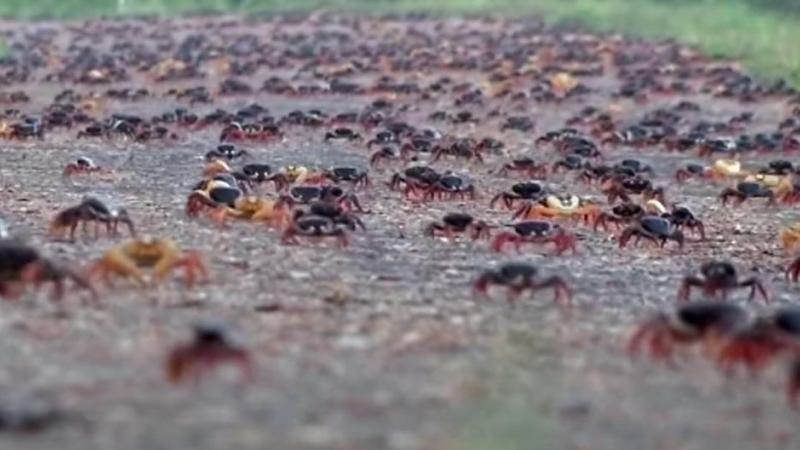 «Ongezien»: Miljoenen krabben overspoelen de Cubaanse wegen tijdens tocht naar oceaan (video)