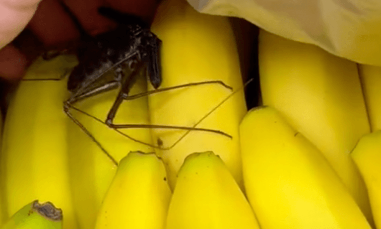 TikTokker vindt ‘vriendje’ tussen fruit in supermarkt. Fans reageren geschokt: “Ik koop nooit nog bananen!” (video)
