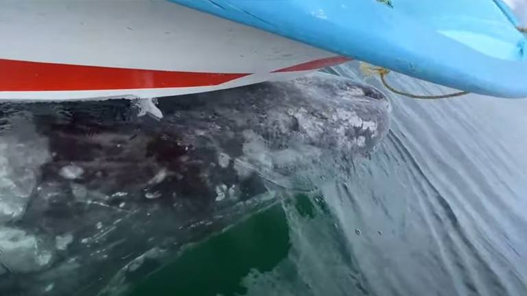 Mensen in bootje krijgen ‘lift’ van walvis: “Dit heb ik nog nooit meegemaakt!” (video)