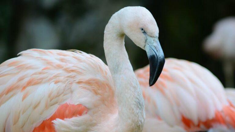 Flamingo die in 2005 uit de zoo ontsnapte is na 17 jaar bijna 200 kilometer verderop gespot (video)