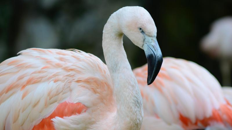 Flamingo die in 2005 uit de zoo ontsnapte is na 17 jaar bijna 200 kilometer verderop gespot (video)