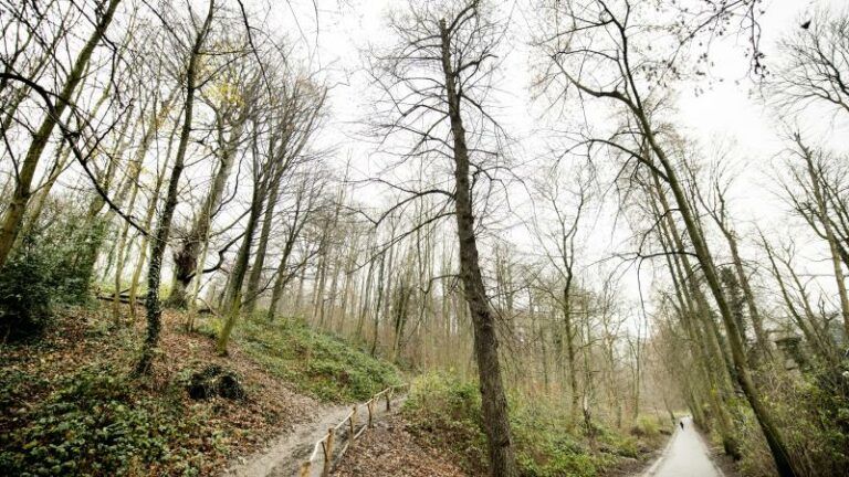 Tweede mesaanval op twee dagen in Dudenpark: «Gelukkig ken ik wat van gevechtssport»