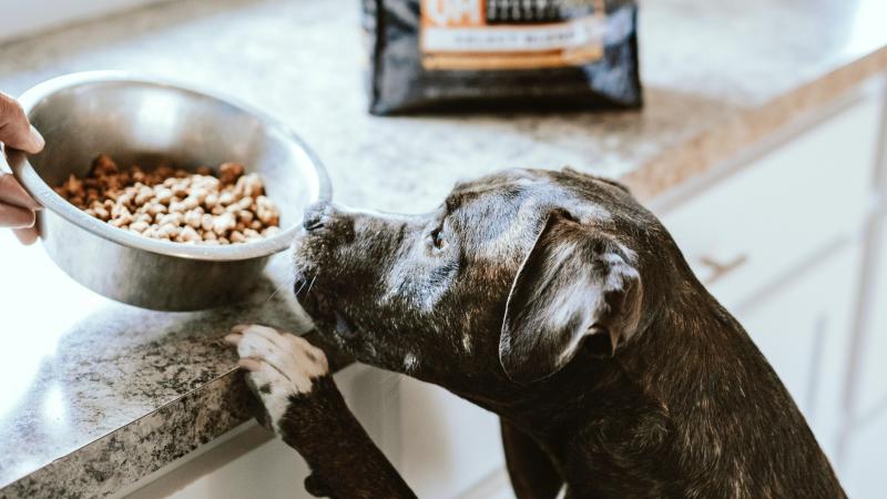 Dit is waarom je het voerbakje van je hond maar beter goed reinigt