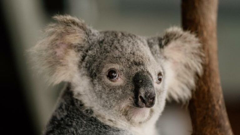 Kan een ivf-behandeling met bevroren sperma de koala redden?