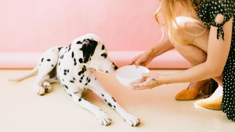 STUDIE. Honden die vegan dieet volgen moeten minder vaak naar de dierenarts
