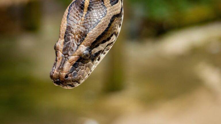 Python op de dool in Japanse grootstad
