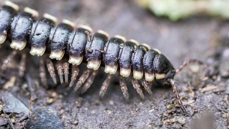 Wetenschappers noemen nieuwe miljoenpootsoort naar wereldberoemde popzangeres: «Zo mijn waardering tonen»