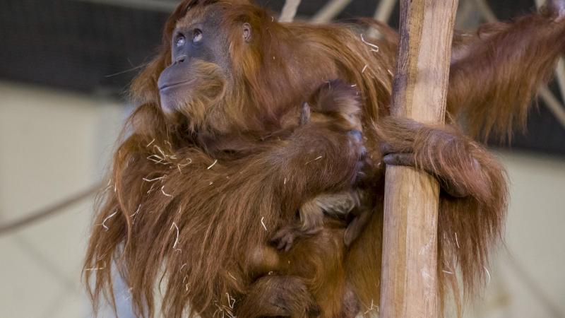 Oudste orang-oetanvrouwtje ter wereld viert 61ste verjaardag in Duitse zoo