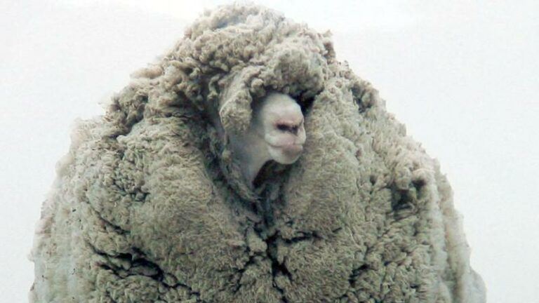 Voortvluchtig schaap ‘Shrekapo’ 18,6 kilo lichter na eerste scheerbeurt in jaren
