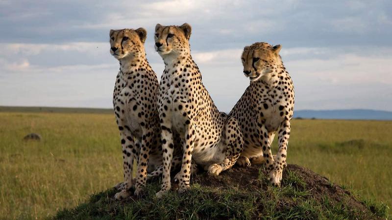 Deze vijf machtige documentaires brengen een ode aan de natuur