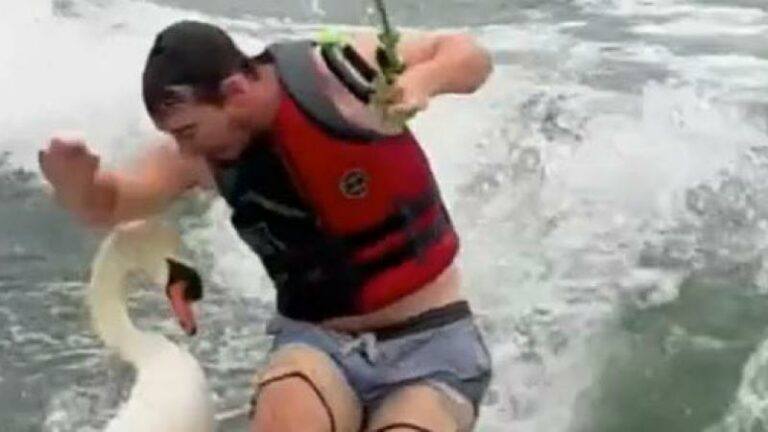Woedende zwaan werpt surfer van zijn bord: «De zwaan won het gevecht» (video)