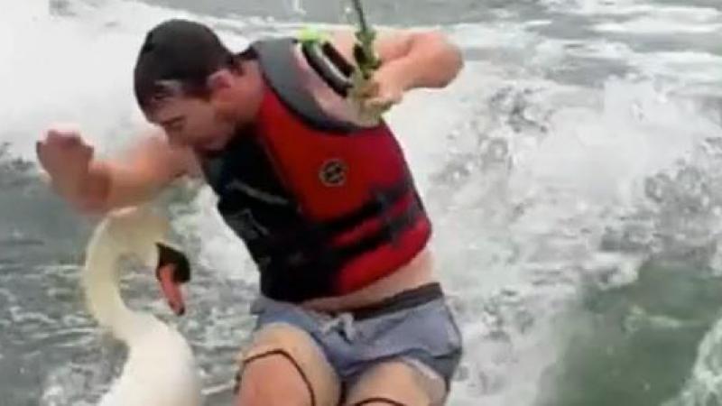 Woedende zwaan werpt surfer van zijn bord: «De zwaan won het gevecht» (video)
