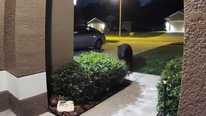 AKELIG! Koppel laat hondje uit, maar dan worden ze plots achtervolgd door… een beer! (video)