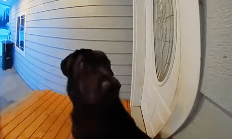 Ongeduldige viervoeter is het beu om buiten te wachten en doet dan… DIT! (video)