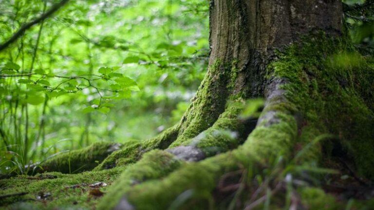 Eén op de vijf bosbomen in Vlaanderen is beschadigd