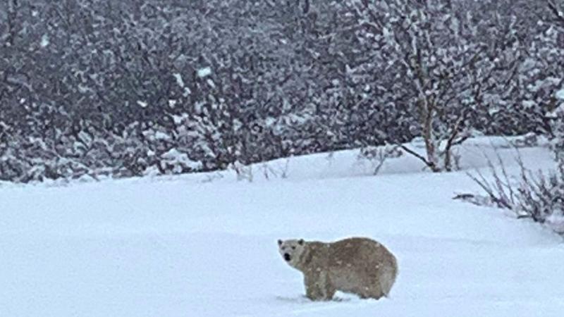 Vrouw spot erg zeldzame ijsbeer in zuiden van Canada: «Een beer! Daar is een beer!» (foto’s)
