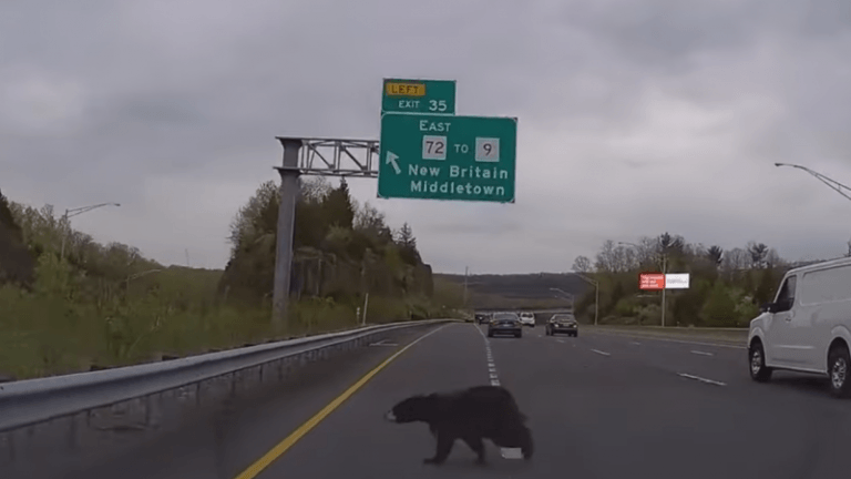 WOW. Beer steekt drukke snelweg over en bekoopt dat bijna met zijn leven (video)