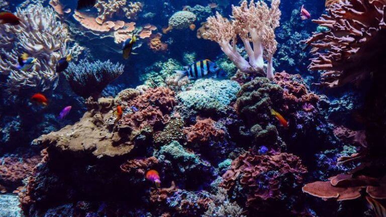 Ruim 90 procent van het Great Barrier Reef is verbleekt door hittegolf