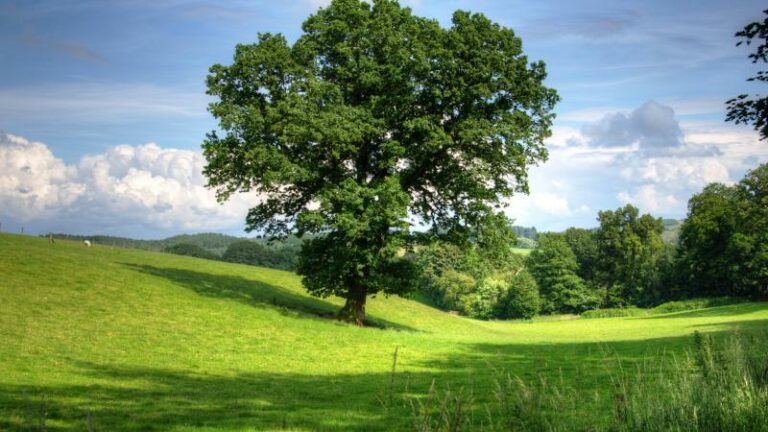 Eén oude boom heeft positievere effecten op gezondheid dan tien kleine jonge bomen