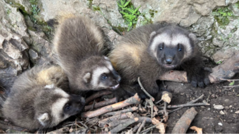 Schattig babynieuws: Dierenpark van Grotten van Han verwelkomt zeldzame veelvraat-drieling